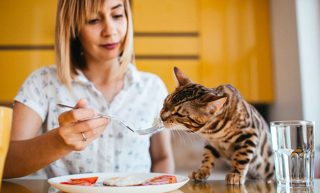 epikundines-trofes-gia-gates