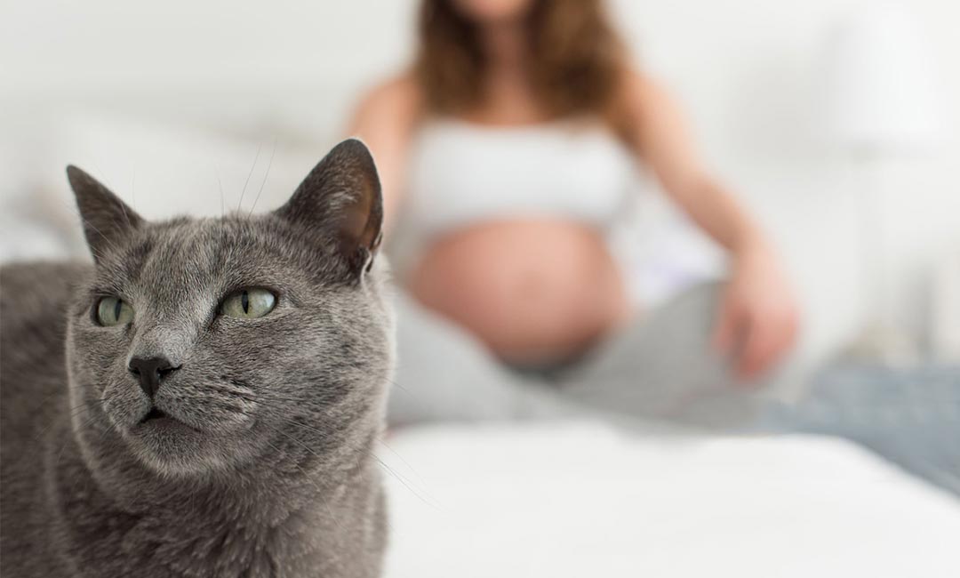 Toxoplasmosi-kai-enkymosyni