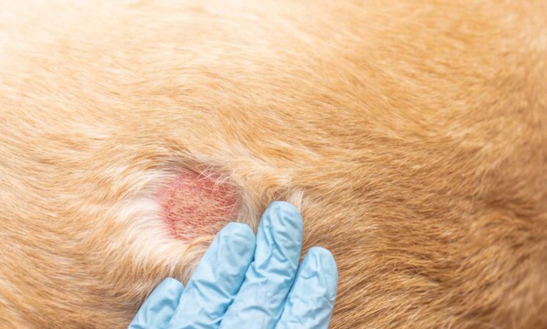 atopiki-dermatitida-skulou