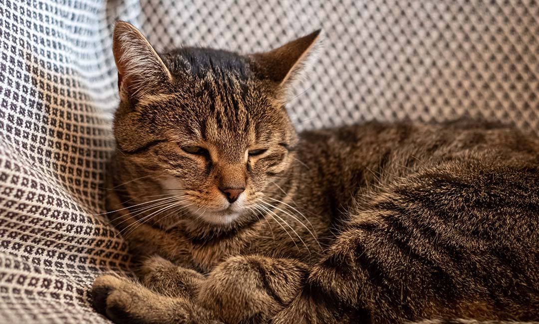 ilikiomena-katoikidia