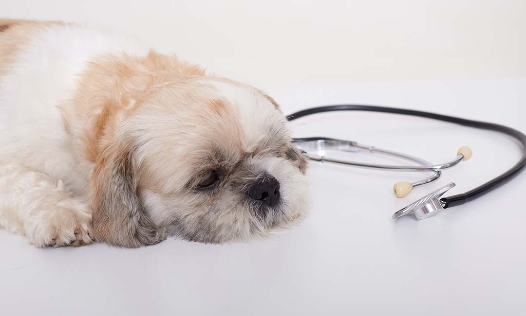 kardiopatheia-skulou