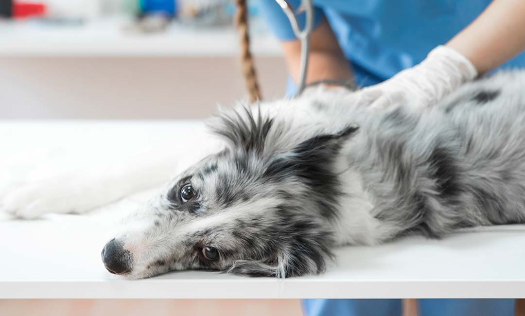 steirosi-katoikidiou