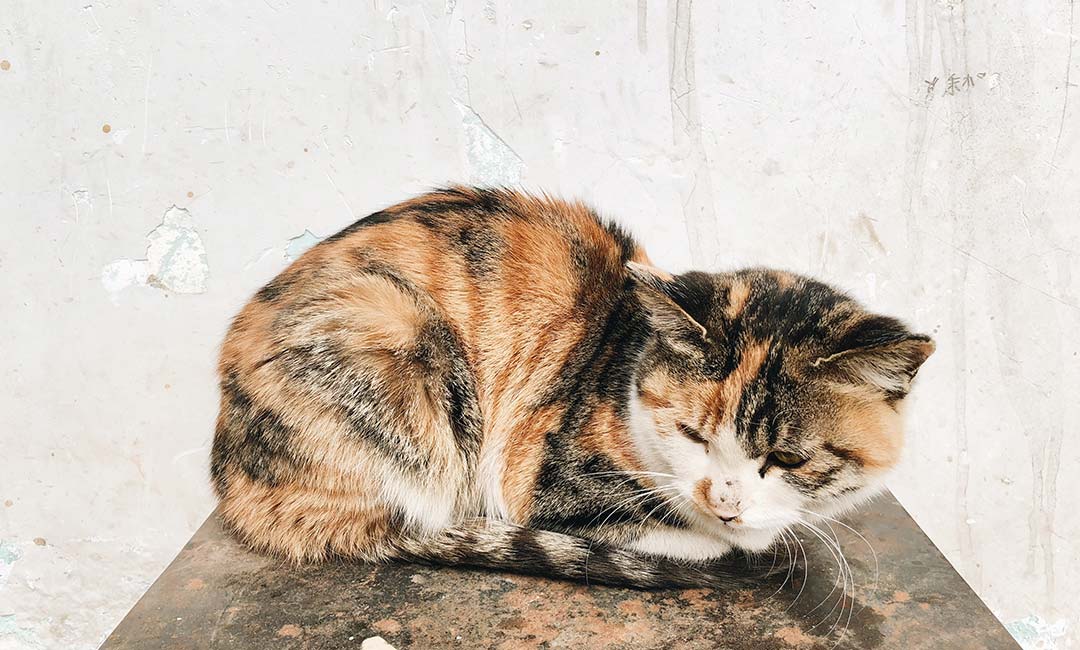 yperthyreoeidismos-tis-gatas